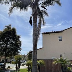 Palm Tree 