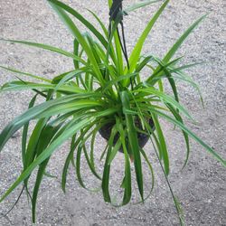 Spider  Plant 6" Pot