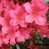 Azalea