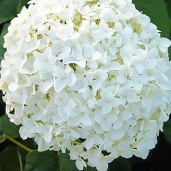 Hydrangea Plant Annabel