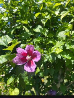 Purple hibiscus