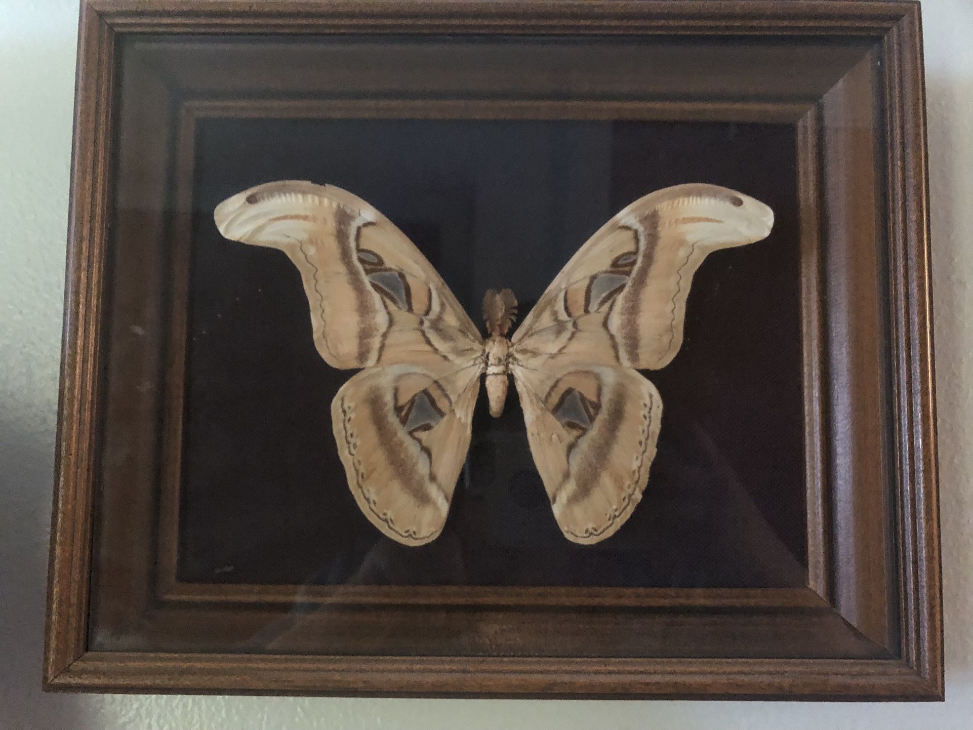 Attacus Atlas Moth