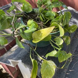 Pathos Plant