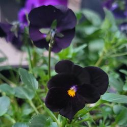 Black Horned Violet Flower Plants! Perrennial Vareity!