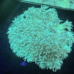 Saltwater reef fish tank aquarium decor