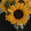 🌻 GG 🌻