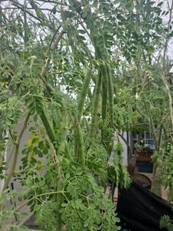 Moringa vainas