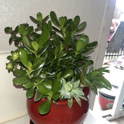 Succulent Arrangement 