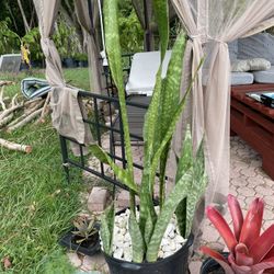 Snake Plant 