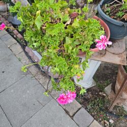 Flowers  Pot 