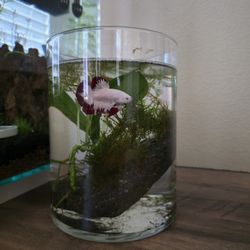 Glass Cylinder Fish Tank