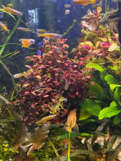 Super red ludwigia Rare