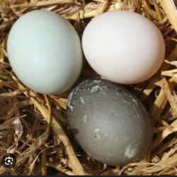 Duck Eggs 