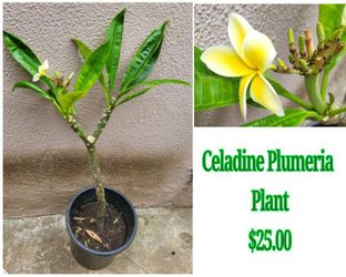 Celadine Plumeria Plant