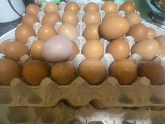 Fresh Organic Eggs- Huevos 🥚 Frescoes Orgánicos