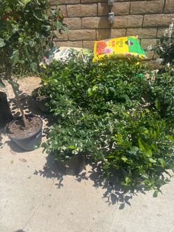Almost free quality plants