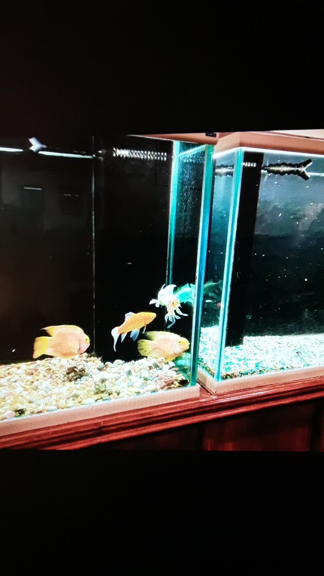 Large fish tanks