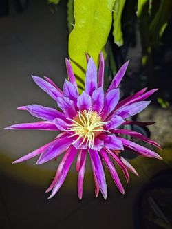 Named rooted dragon fruit plants