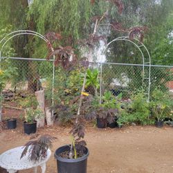 Summer Chocolate Mimosa Tree