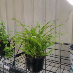 Button Fern Pellaea Rotundifolia Plant