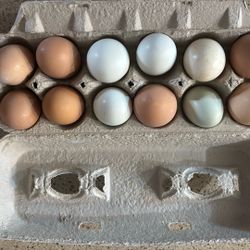 Eggs For Sale