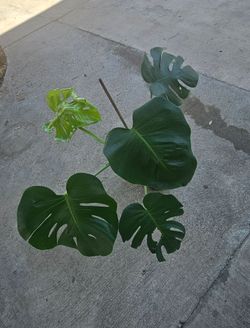 Monstera deliciosa live plant