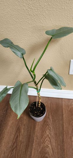 Philodendron Gloriosum Live Plant