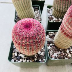 Rainbow Cactus Imported Italy