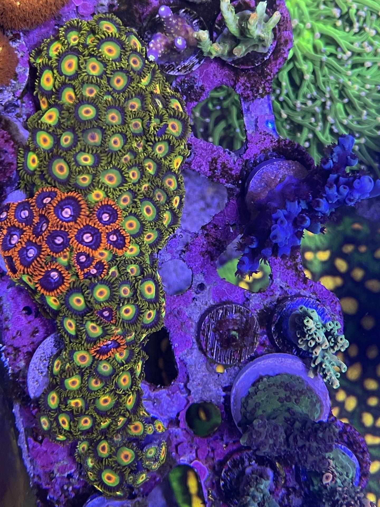 Fake Rasta zoas
