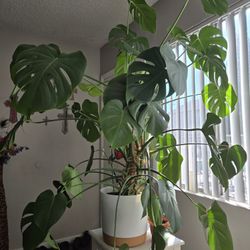 Large Mature Monstera Deliciosa – Full Plant, Multiple Stems, Statement Piece