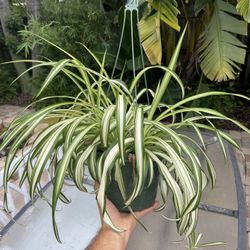 Spider Plants!