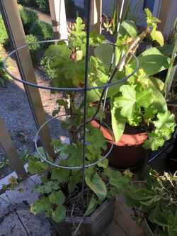 Geranium