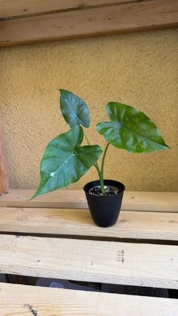 Alocasia Odora Variegated — Reverted