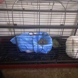 Rabbit And Cage 