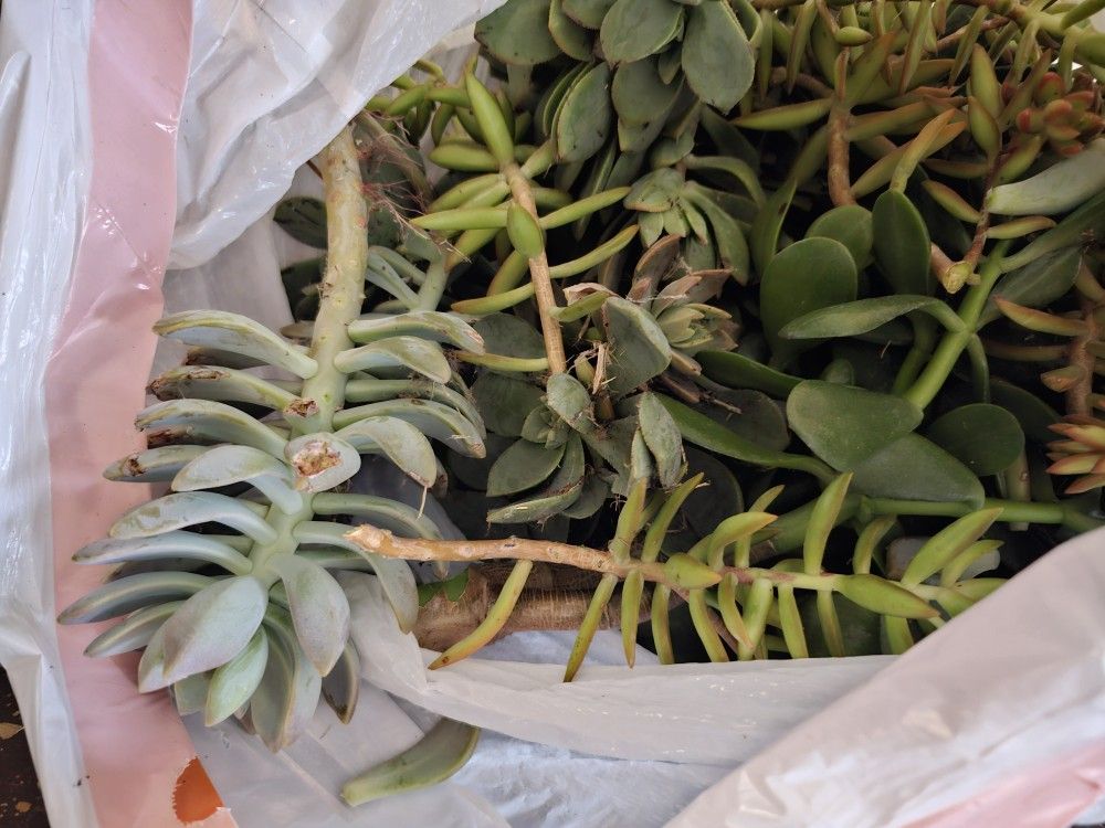 Succulent Cuttings !FREE!