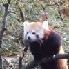 redpanda