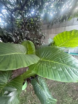 Elephant ear plants