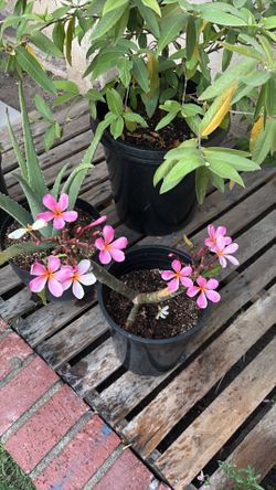 Plumerias