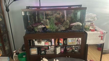 80 gallon fish aquarium with accessories and African chi lids
