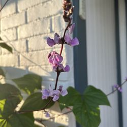 Plant Vine