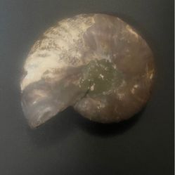 Petrified Nautilus Shell