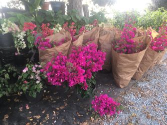 Hundreds of plants for sale