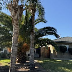 Free Palm Trees