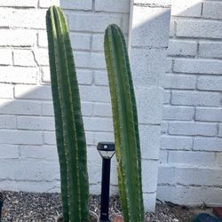 Peruvian Apple Cactus Cuttings — Beautiful, Fast-Growing, and Low Maintenance! (34”)