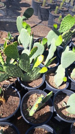Prickly Pear