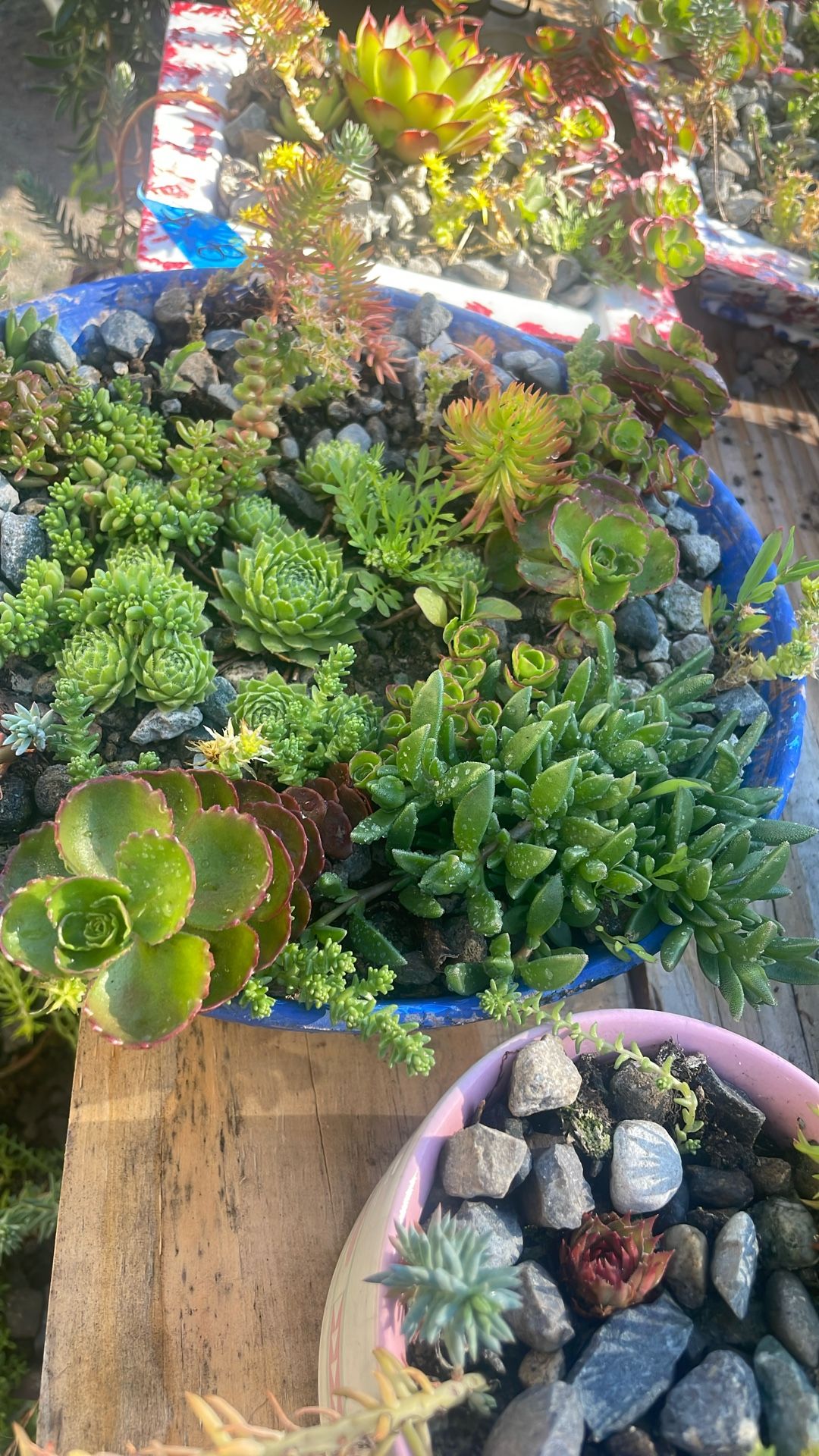 Plants For Sale 