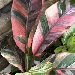 Pink Musa Banana Plant (pls Read Description Below)