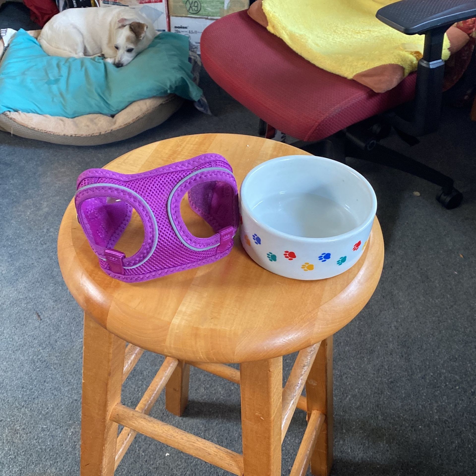 Small Dog Harness & Ceramic Bowl