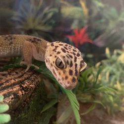 Reptile *READ DESCRIPTION*