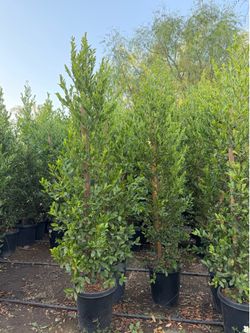 Privacy shrubs Carolina cherry 15 gallons 7 feet tall  when planted